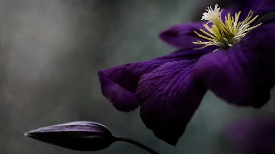 Flor morada sobre fondo oscuro, ambiente para una fiesta de Halloween