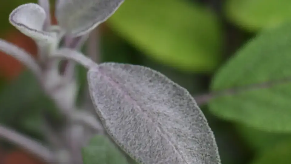 Hojas de salvia en tonos verdes suaves