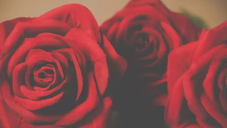 Rosas rojas, detalle de una boda