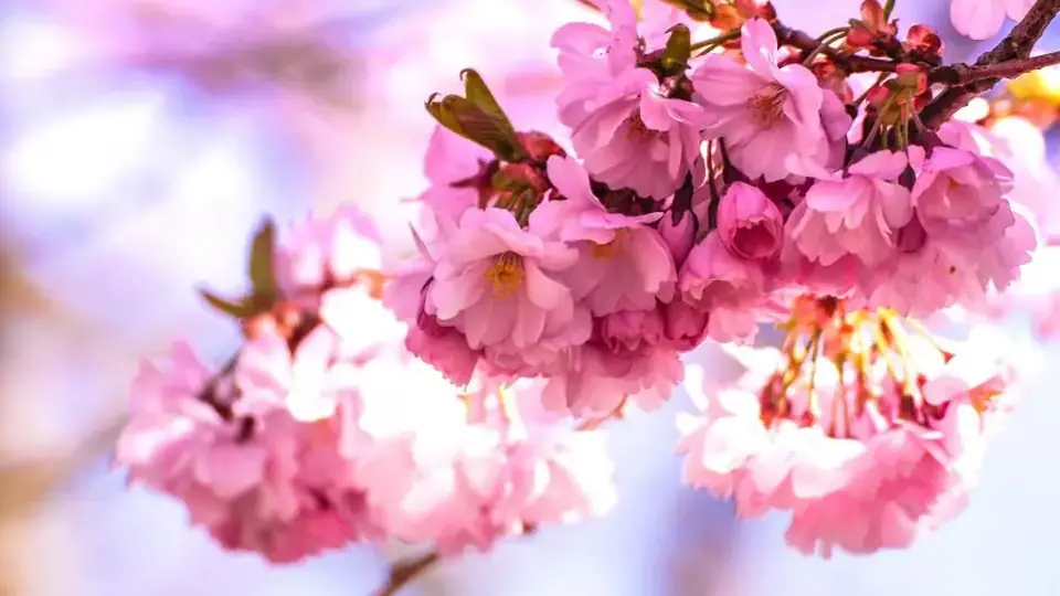 Flores de cerezo rosadas