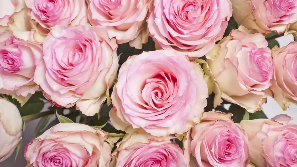 Rosas rosadas para una invitación de 15 años