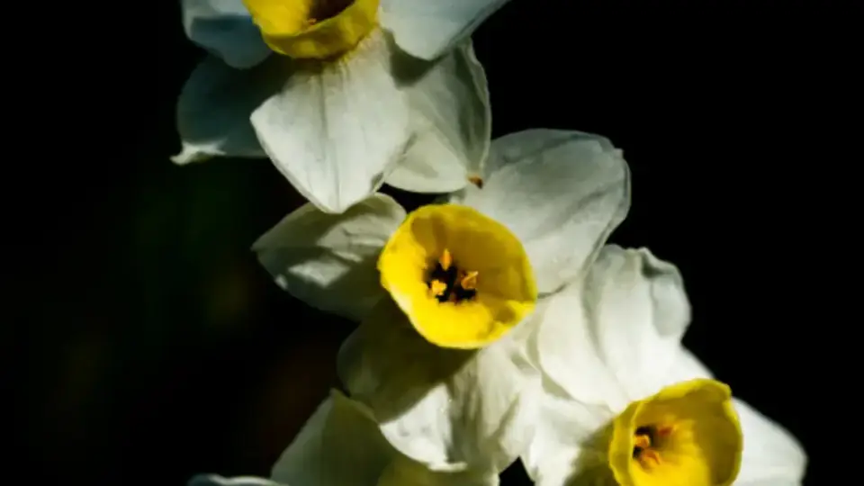 Flores blancas, detalle de una primera comunión